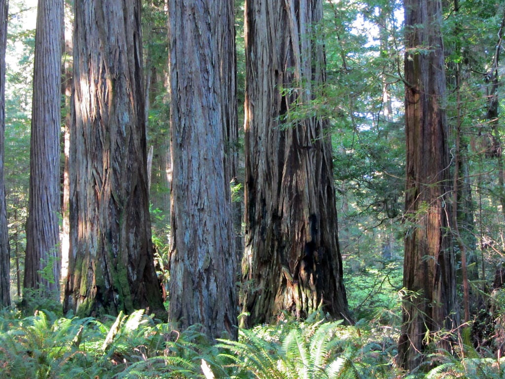 Governor Brown Issues Proclamation Declaring California Redwoods Month